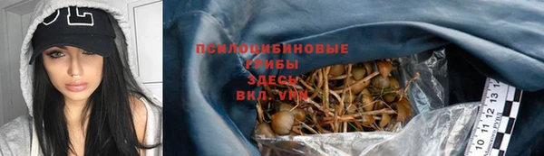 стаф Богданович