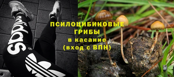 стаф Богданович