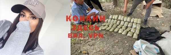 стаф Богданович